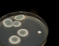 mold-4348687